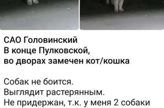 Найдена кошка, Москва, фото: Кошка найдена на Пулковской 19 к1, Москва
