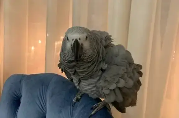 Объявления о пропавших и найденных животных, Владимирская область, фото: Пропал попугай Жако, ул. 7-я Лесная, уч. 77