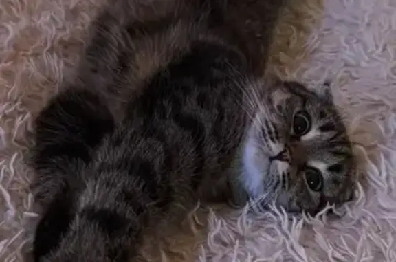 Кошки потеряшки, Добрянка, фото: Потеряшка кошка, ул. Строганова 6, Добрянка