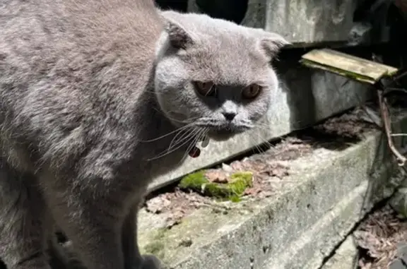 Найдена кошка, Ставрополь, фото: Кошка найдена: 1-я Промышленная, 1 к1