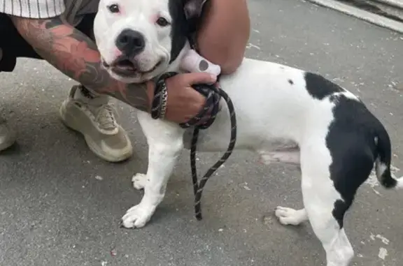 Стаффорд найден на Эльтонской, 8, Челябинск