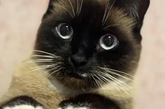 Кошки потеряшки, Барнаул, фото: Потеряшка кошка, Моховая Поляна, Барнаул