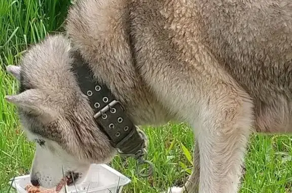 Хаски найдена, Калужская станция