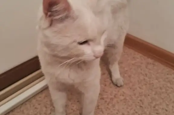 Найдена кошка, Иркутск, фото: Найдена глухая белая кошка, Лыткина 31