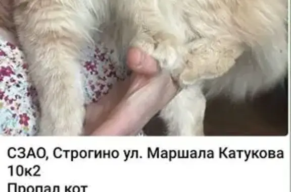 Пропала кошка, ул. Маршала Катукова, Москва
