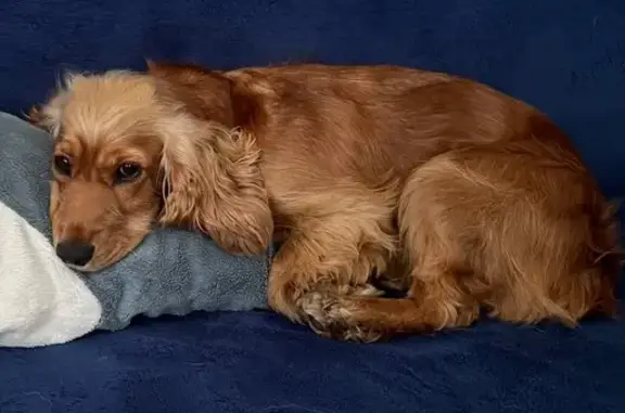 Найдена собака, Шушенское, фото: Найдена собака, Шушенское, 11