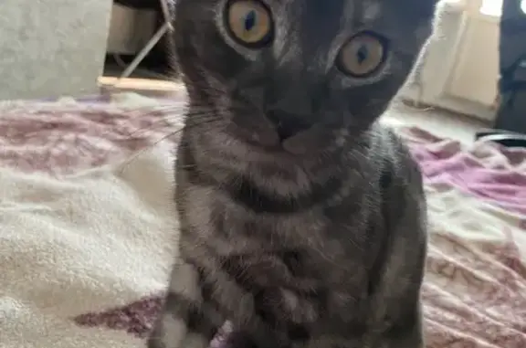 Кошка найдена на Чернякова 7, Йошкар-Ола