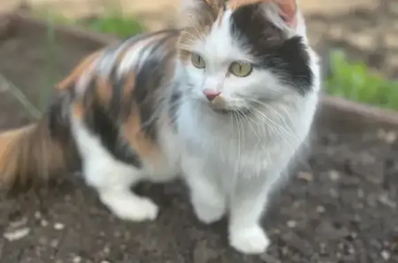 Пропала кошка, пр. Ленина, Екатеринбург