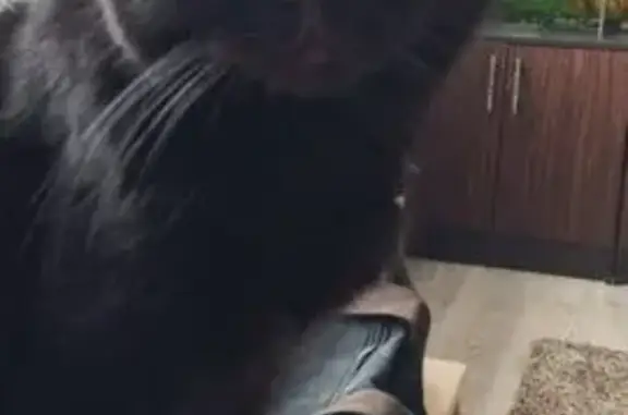 Пропала черная кошка, Дальняя 7А