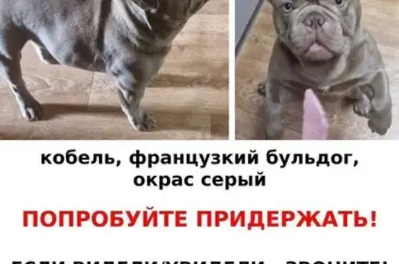 Собаки потеряшки, имени Воровского, фото: Потеряшка собака, ул. Воровского, 2А