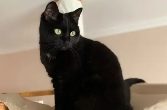 Кошки потеряшки, , фото: Потеряшка кошка, 1-я Вишневая, 5, Троицк