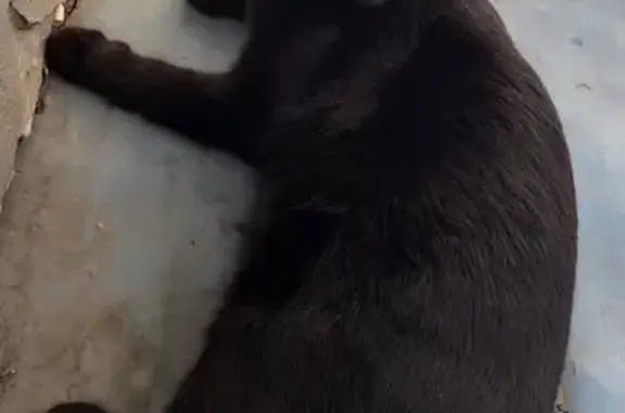 Кошки потеряшки, Кунгур, фото: Потеряшка кошка, ул. Свободы 140, Кунгур