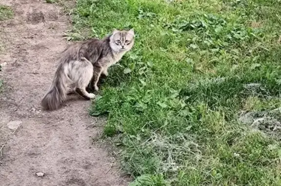 Кошка найдена: ул. Солнечная Поляна, 49