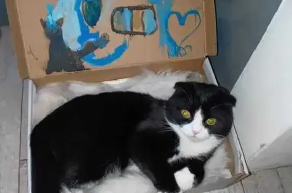 Пропала кошка, Учалы, ул. Ахметгалина, 8