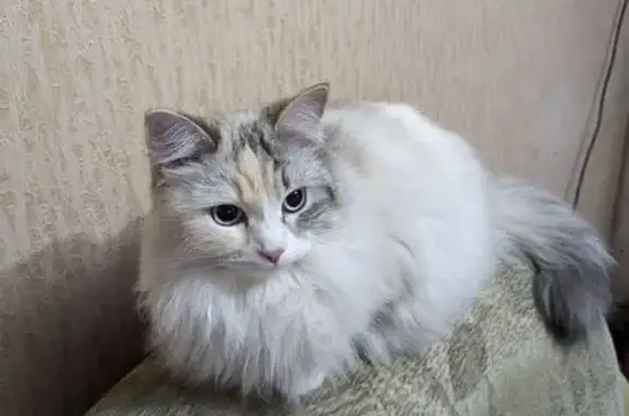 Кошки потеряшки, Самара, фото: Потеряшка кошка, Ново-Садовая 275, Самара