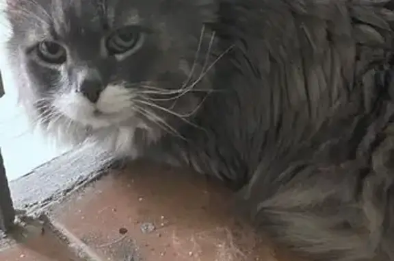 Кошка найдена: 5-я Крайняя ул., 10, Омск