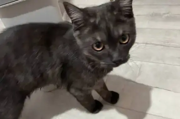 Найдена кошка, Челябинск, фото: Кошка найдена: Липецкая ул., 26, Челябинск