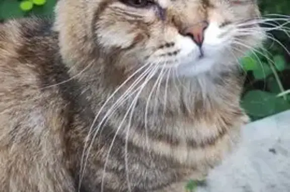 Найдена кошка, Нижний Новгород, фото: Кошка найдена: Снежная ул., 31, Н. Новгород