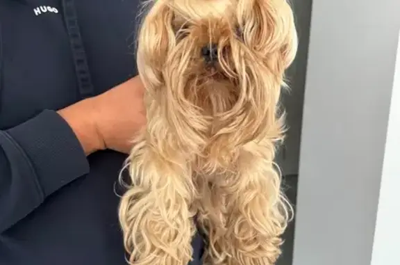 Найдена собака, Растущий, фото: Найдена собака, Сосновая ул, 17, Растущий