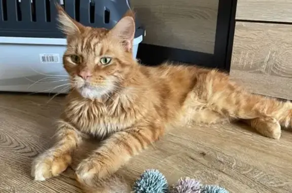 Рыжий мейнкун найден: Фигурная ул., 14А
