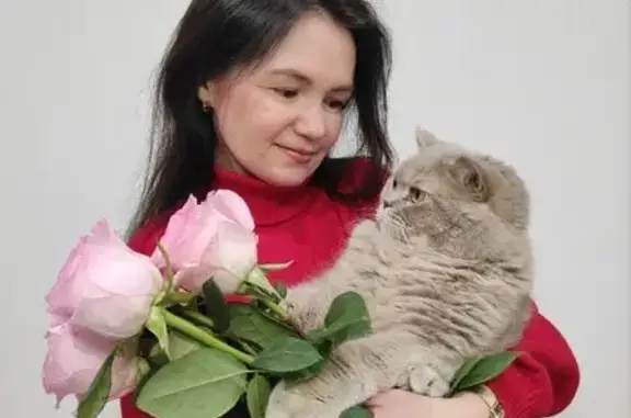 Кошки потеряшки, Корак-Чурачики, фото: Потеряшка шотландская кошка, Чувашия