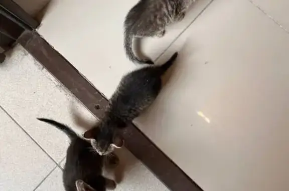 Найденные животные Набережные Челны, фото: Котята найдены: ул. Усманова, 3Е, Н. Челны