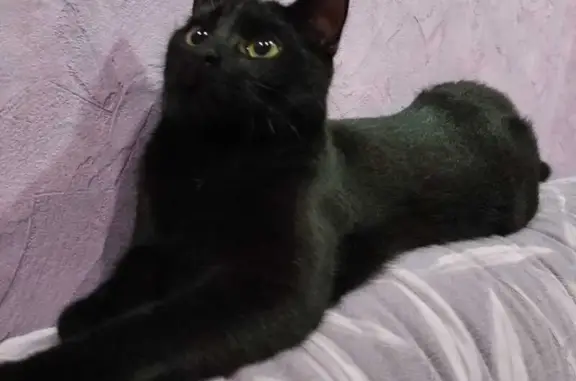 Кошки потеряшки, Боровичи, фото: Потеряшка кошка на Устюженской, 9А, Боровичи