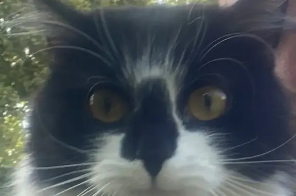 Найдена кошка, Саранск, фото: Кошка найдена: Ботевградская 6, Саранск