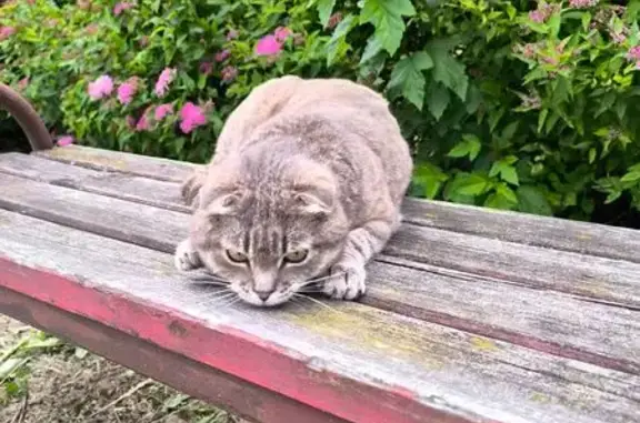 Найдена кошка, Лида, фото: Кошка найдена: ул. Гастелло, Лида