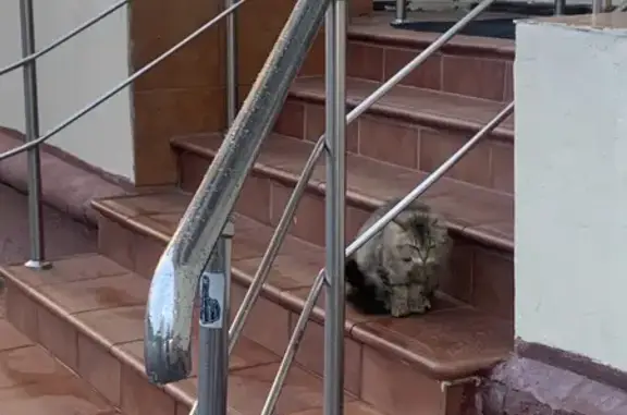 Кошка найдена: Ленинградский проспект