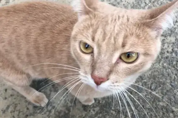 Кошка найдена: Симбирская ул., 33, Волгоград