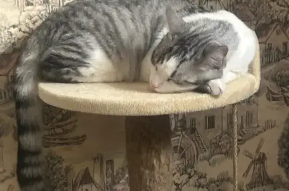 Кошки потеряшки, Грязовец, фото: Потеряшка кошка, 2-й Северный пер., 45