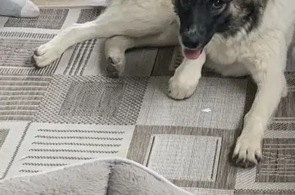 Собаки потеряшки, , фото: Потеряшка собака, Школьная ул., Муромцево