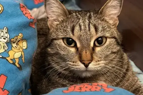 Кошки потеряшки, Ачинск, фото: Потеряшка кошка, ул. Лермонтова 38, Ачинск