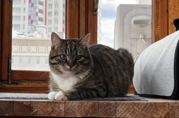 Пропала кошка, ул. Калинина 3, Белгород