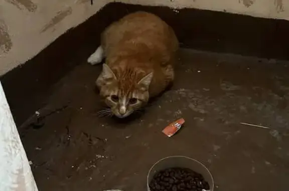 Найдена кошка, пр. Науки, 14 к11, СПб