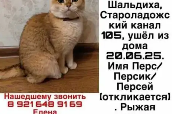 Пропала кошка, ул. Староладожский канал