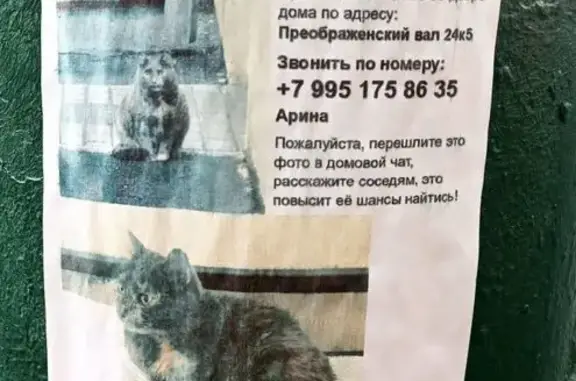 Кошки потеряшки, Москва, фото: Потеряшка кошка, Преображенский Вал 24 к5