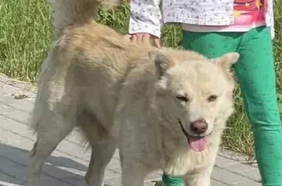 Пропала собака в Гвардейске, Калининградская обл.