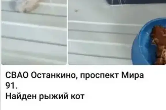 Кошка найдена: Проспект Мира, 91 к2
