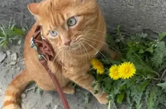 Потерянные животные Находка, фото: Пропала кошка, ул. Свердлова 39, Находка