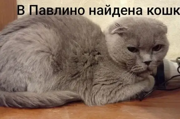 Найдена кошка, Балашиха, фото: Кошка найдена 23 июня, Балашиха, 37