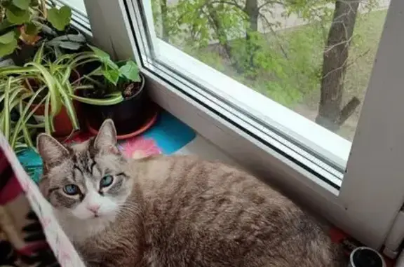 Пропал кот Маркиз, Артёмовская, 25, Подольск