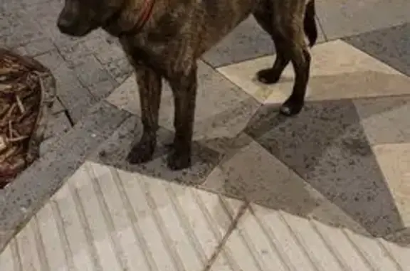 Найдена собака, Москва, фото: Собака найдена на Окской, 7А, Москва