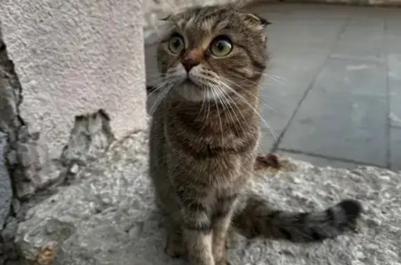 Найдена кошка, Самара, фото: Кошка найдена: ул. Горького, 107, Самара