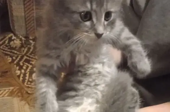 Кошка найдена: Железнодорожная, 3, Кузяево