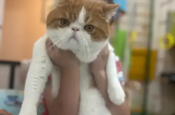 Пропала кошка, Калтасинский, Башкортостан