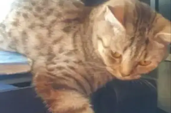 Кошки потеряшки, Чита, фото: Потеряшка кошка, пр. Фадеева, Чита