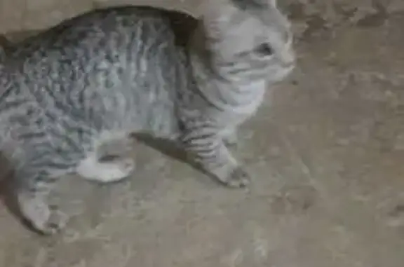 Найдена кошка, ул. Стаханова, 44, Липецк