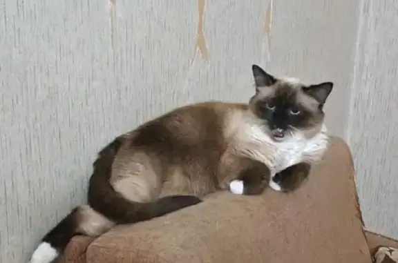 Пропала сиамская кошка, Шевелюха 98